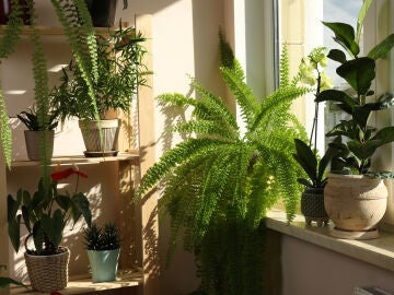 Plantas en el interior de casa