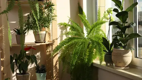 Plantas en el interior de casa Plantas en el interior de casa