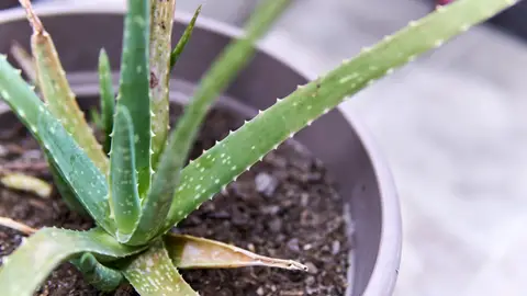 Planta Aloe Vera Planta Aloe Vera