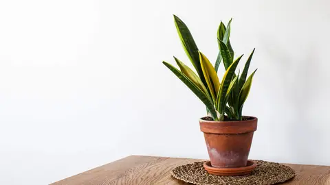Planta Sansevieria Planta Sansevieria