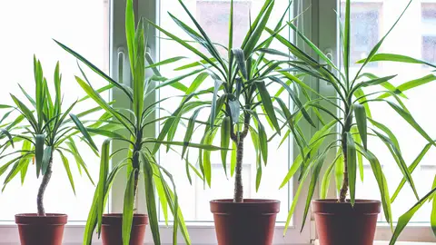 Planta Drácena Planta Drácena
