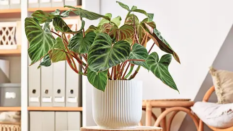 Planta Filodendros Planta Filodendros