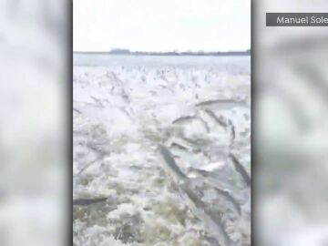 Lluvia de peces en la Albufera valenciana