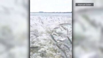 Lluvia de peces en la Albufera valenciana