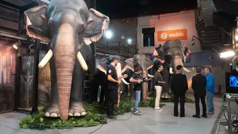 ¡Increíble! Marron nos enseña el futuro de los circos con animales ¡Increíble! Marron nos enseña el futuro de los circos con animales