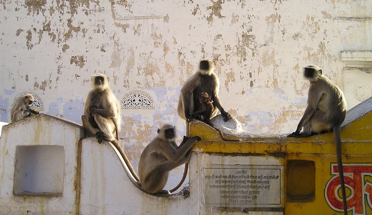 Monos, animales sagrados en India