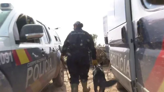 Perros Perros