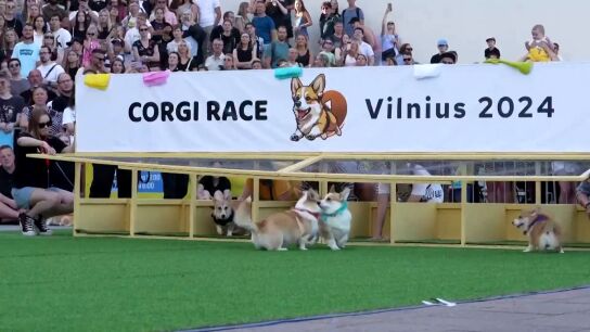 Carrera de perros corgi en Lituania
