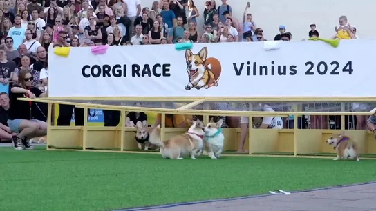 Carrera de perros corgi en Lituania Carrera de perros corgi en Lituania