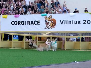 Carrera de perros corgi en Lituania