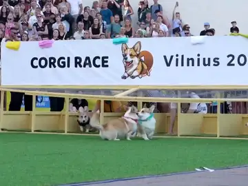 Carrera de perros corgi en Lituania Carrera de perros corgi en Lituania
