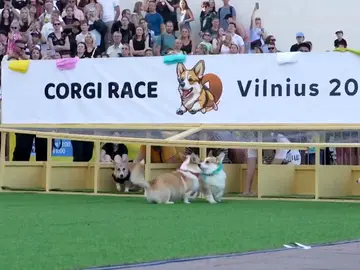 Carrera de perros corgi en Lituania Carrera de perros corgi en Lituania