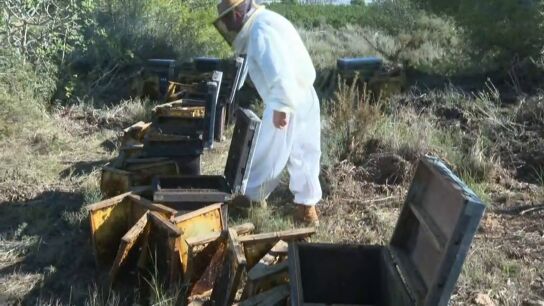 Miles de abejas mueren tambi&eacute;n por la Dana