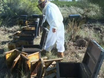 Miles de abejas mueren también por la Dana