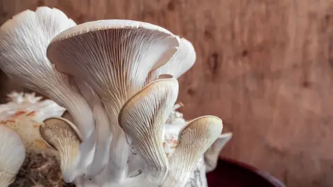 Seta ostra Seta ostra