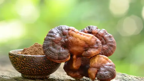Reishi Reishi