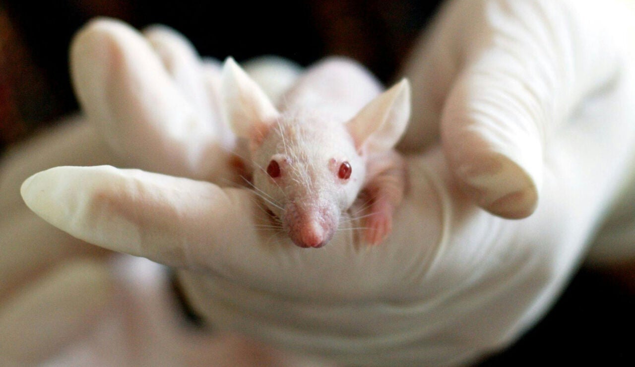 Investigaci&oacute;n con ratones