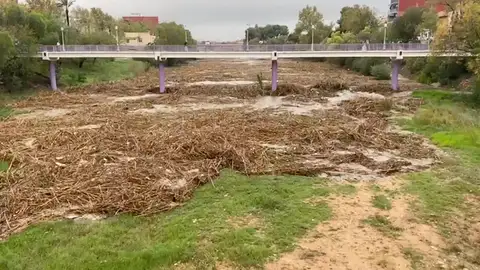 Cañas vegetales Cañas vegetales