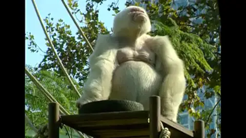 Fallece Copito de Nieve Efemérides de hoy 24 de noviembre de 2024: Fallece Copito de Nieve