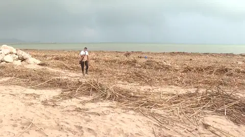 Especialistas y Ecologistas piden la extracción de cañas invasoras Especialistas y Ecologistas piden la extracción de cañas invasoras