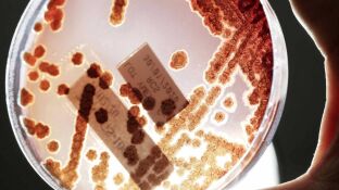 bacterias resistentes a antibi&oacute;ticos