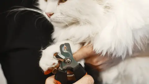 Gato al que le cortan las uñas Gato al que le cortan las uñas