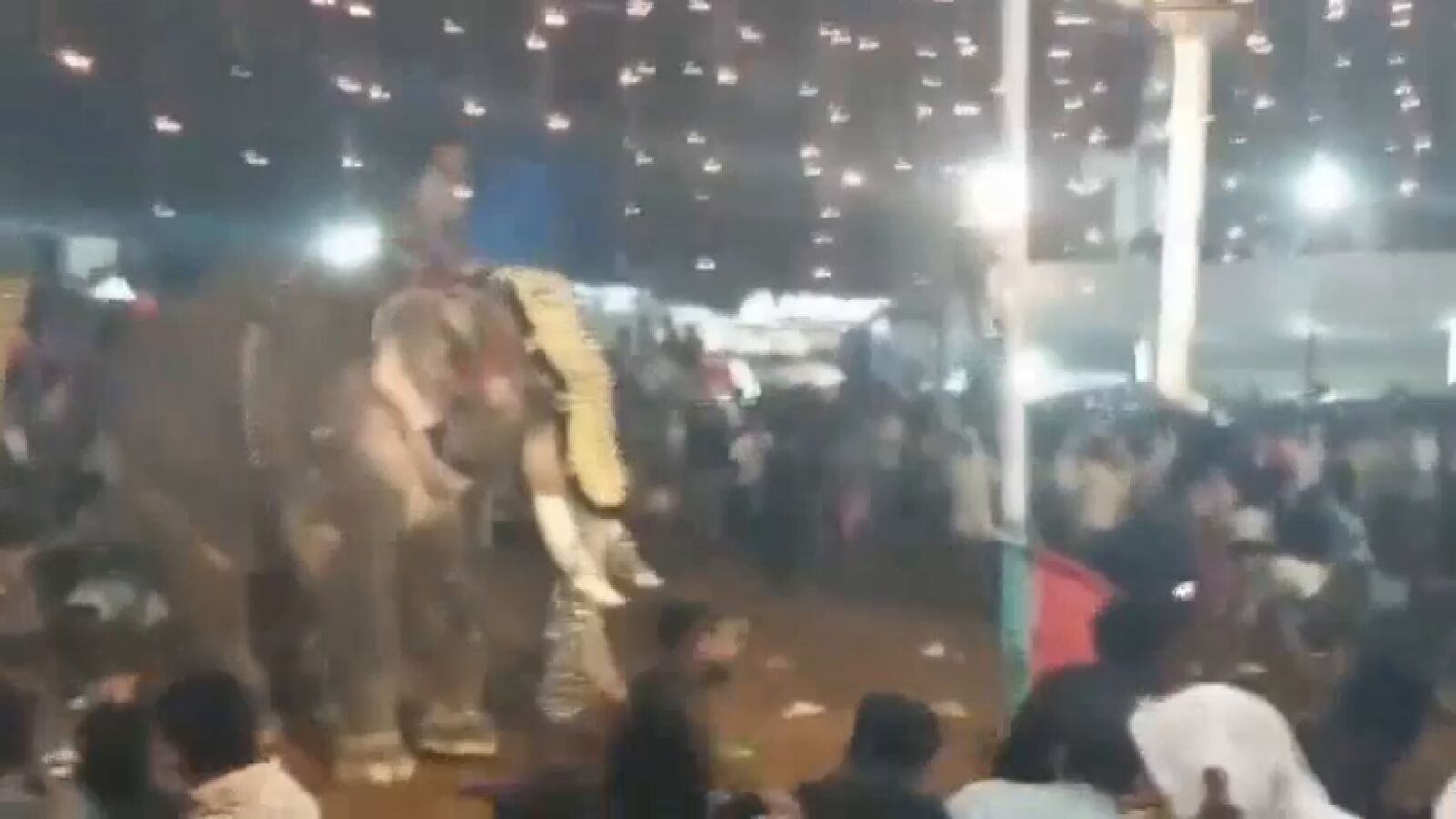 Pánico en la India: un elefante desata el caos y deja al menos 23 heridos