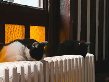 Gatos encima del radiador Gatos encima del radiador