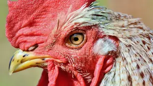 Gallo Gallo