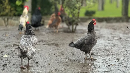 Gallinas de Ribadumia Gallinas de Ribadumia