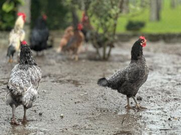 Gallinas de Ribadumia 