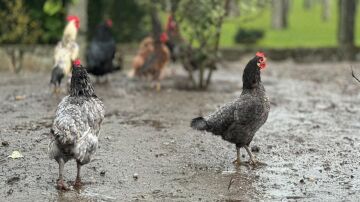 Gallinas de Ribadumia 