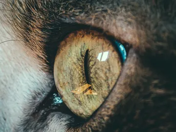 Ojo de gato Ojo de gato