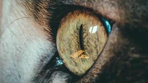 Ojo de gato Ojo de gato