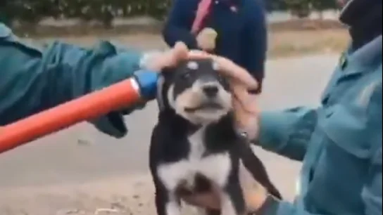 Rescate de un cachorro en Perales de Tajuña Rescate de un cachorro en Perales de Tajuña