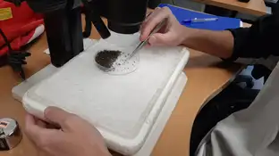 Cómo es el virus Sindbis detectado por primera vez en España Cómo es el virus Sindbis detectado por primera vez en España