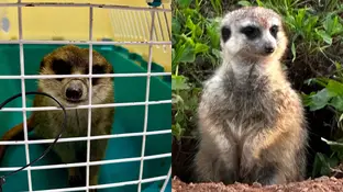 suricata de una granja escuela de Reus que ha sido robado suricata de una granja escuela de Reus que ha sido robado