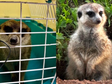  suricata de una granja escuela de Reus que ha sido robado