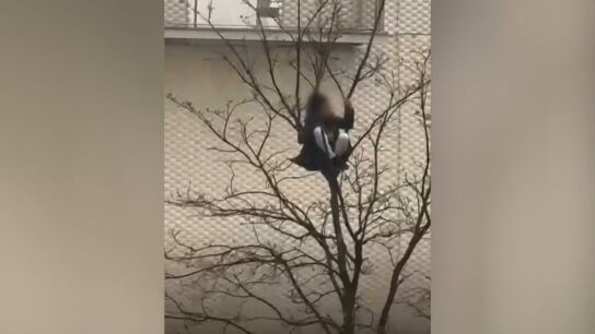 Un joven encaramado a un &aacute;rbol en Santander en plena borrasca Herminia