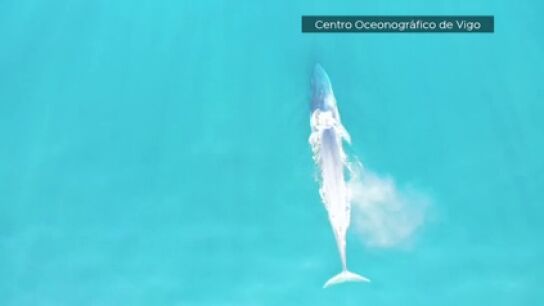 Ballenas azules y jorobadas en las R&iacute;as Baixas: un espect&aacute;culo natural cada vez m&aacute;s frecuente