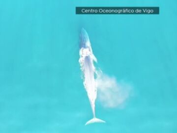 Ballenas azules y jorobadas en las Rías Baixas: un espectáculo natural cada vez más frecuente