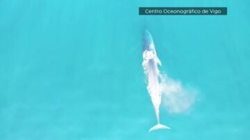 Ballenas azules y jorobadas en las Rías Baixas: un espectáculo natural cada vez más frecuente