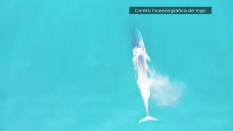 Ballenas azules y jorobadas en las Rías Baixas: un espectáculo natural cada vez más frecuente Ballenas azules y jorobadas en las Rías Baixas: un espectáculo natural cada vez más frecuente