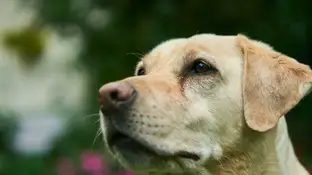 Imagen de un perro Imagen de un perro