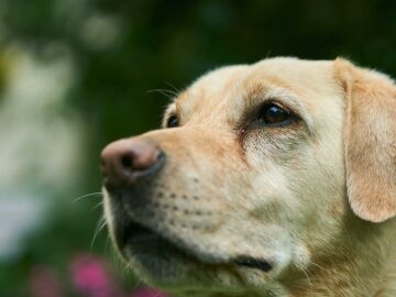 Imagen de un perro