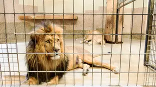 Imagen de archivo de un león en un zoológico Imagen de archivo de un león en un zoológico