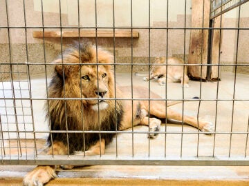 Imagen de archivo de un león en un zoológico