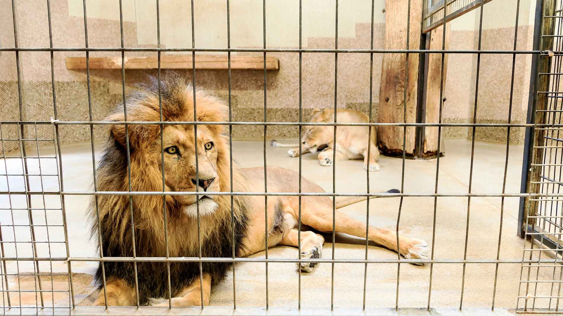 Imagen de archivo de un león en un zoológico Imagen de archivo de un león en un zoológico