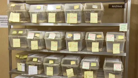 Cientificos del CSIC logran un avance histórico en la regeneración de la médula espinal Cientificos del CSIC logran un avance histórico en la regeneración de la médula espinal