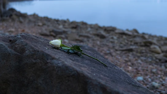 Una flor descansa a orillas del río Potomac, cerca del sendero Mount Vernon en Alejandría, un conmovedor recordatorio después de la trágica colisión en el aire entre un avión de American Airlines y un helicóptero Black Hawk del ejército. Una flor descansa a orillas del río Potomac, cerca del sendero Mount Vernon en Alejandría, un conmovedor recordatorio después de la trágica colisión en el aire entre un avión de American Airlines y un helicóptero Black Hawk del ejército.